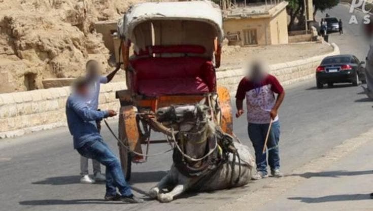 Torturati, presi a bastonate e lasciati senza acqua, così vivono i cammelli per turisti al Cairo