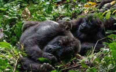 In 50 anni la dimensione media delle popolazioni animali è diminuite del 73%