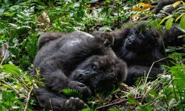 In 50 anni la dimensione media delle popolazioni animali è diminuite del 73%