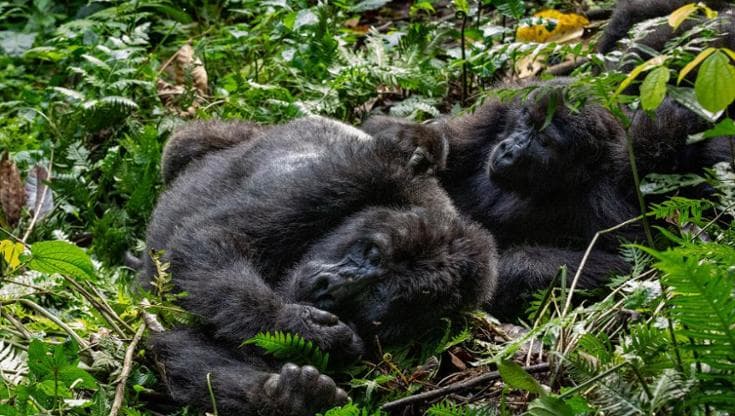 In 50 anni la dimensione media delle popolazioni animali è diminuite del 73%