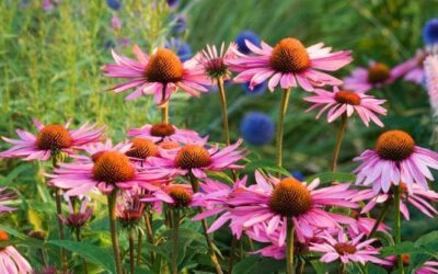 I segreti dell’echinacea, la pianta amica della salute