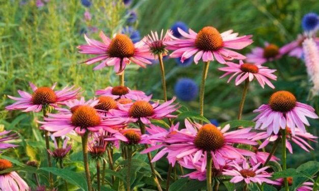 I segreti dell’echinacea, la pianta amica della salute