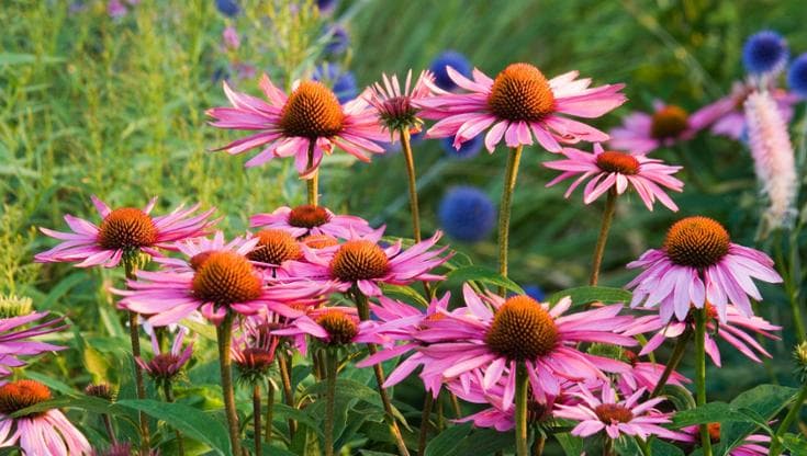 I segreti dell’echinacea, la pianta amica della salute