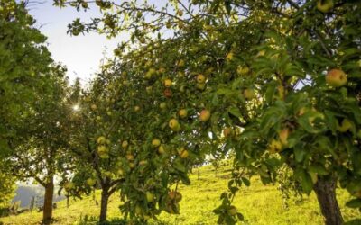 Il melo, come coltivarlo per avere frutti gustosi