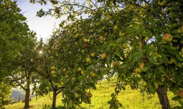 Il melo, come coltivarlo per avere frutti gustosi