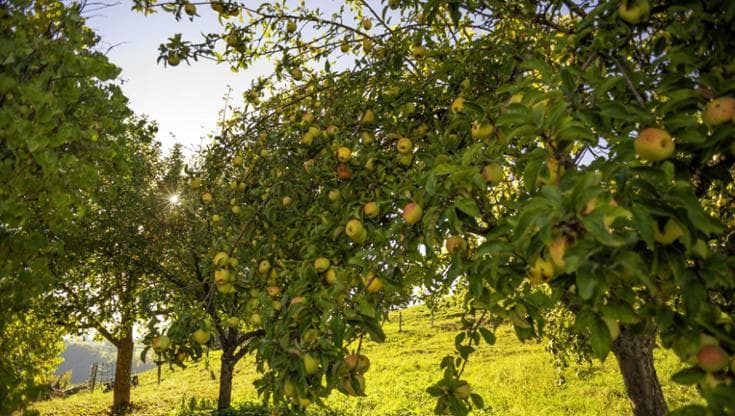 Il melo, come coltivarlo per avere frutti gustosi