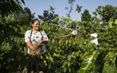 Il caffé a “deforestazione zero”, in Ecuador si coltiva il futuro