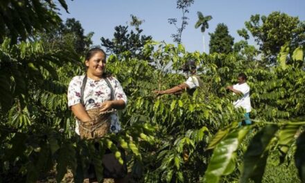 Il caffé a “deforestazione zero”, in Ecuador si coltiva il futuro