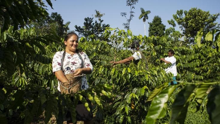 Il caffé a “deforestazione zero”, in Ecuador si coltiva il futuro