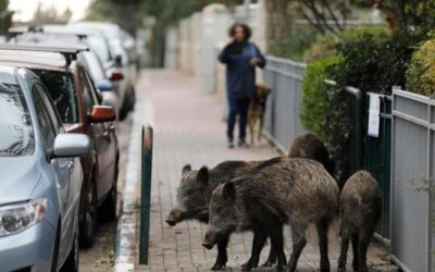 Coesistenza tra uomo e fauna selvatica: il futuro in una pillola