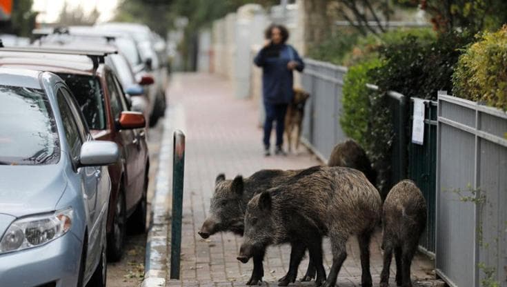 Coesistenza tra uomo e fauna selvatica: il futuro in una pillola