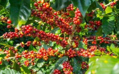 Pianta del caffè: i consigli per coltivarla in vaso o in giardino