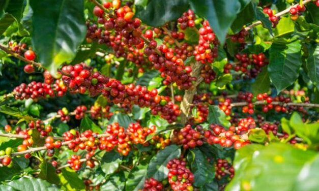 Pianta del caffè: i consigli per coltivarla in vaso o in giardino