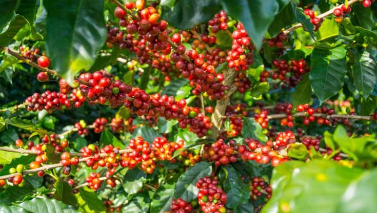 Pianta del caffè: i consigli per coltivarla in vaso o in giardino