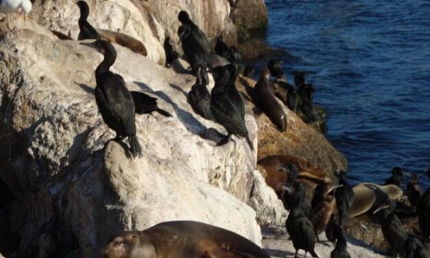 “Ci rubano il pesce”. Così i ministri dei Paesi scandinavi puntano a chiedere di poter cacciare foche e cormorani