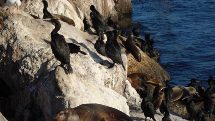 “Ci rubano il pesce”. Così i ministri dei Paesi scandinavi puntano a chiedere di poter cacciare foche e cormorani