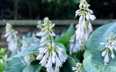 Hosta, la pianta perenne che ama l’ombra