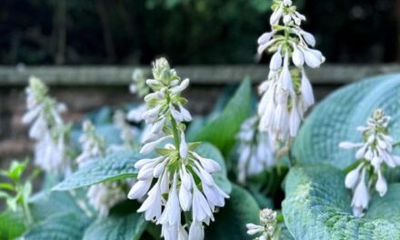 Hosta, la pianta perenne che ama l’ombra