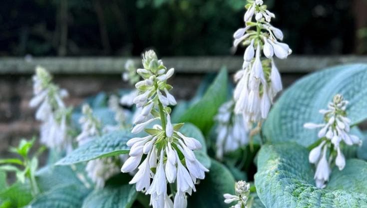 Hosta, la pianta perenne che ama l’ombra