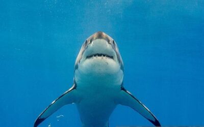 Il biologo marino Francesco Ferretti: “Io, cacciatore di squali bianchi nel Mediterraneo. Ma solo per salvarli”