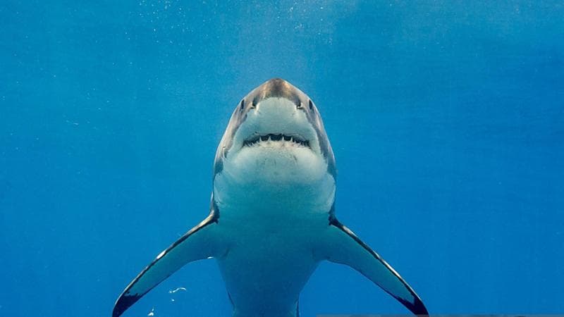 Il biologo marino Francesco Ferretti: “Io, cacciatore di squali bianchi nel Mediterraneo. Ma solo per salvarli”