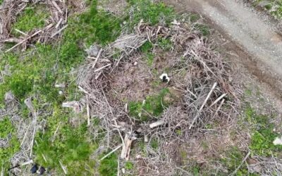 Cinquemila nuovi alberi per le foreste bellunesi dopo Vaia e l’effetto-bostrico