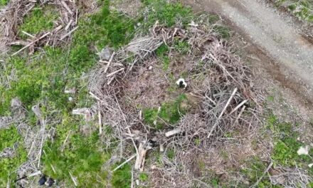 Cinquemila nuovi alberi per le foreste bellunesi dopo Vaia e l’effetto-bostrico