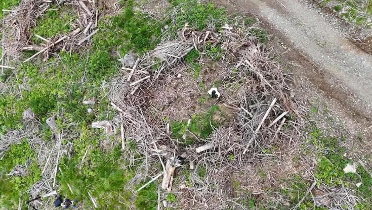 Cinquemila nuovi alberi per le foreste bellunesi dopo Vaia e l’effetto-bostrico