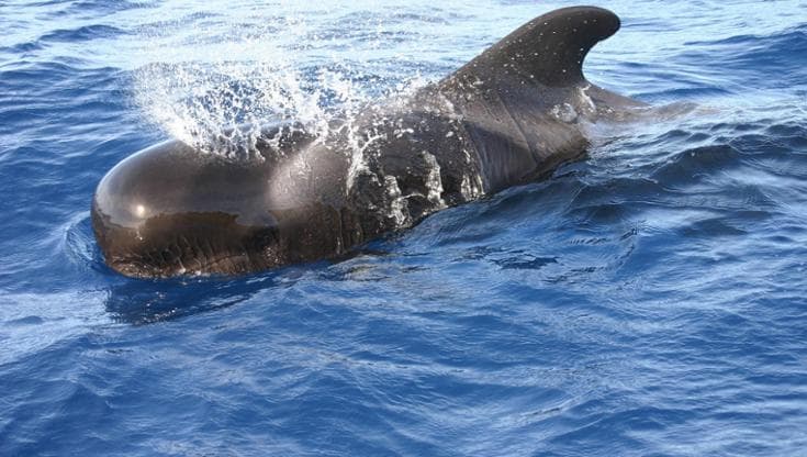 Le balene scambiano i rifiuti di plastica per calamari. Una drammatica somiglianza