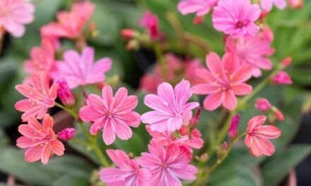 Lewisia, la succulenta che vuole tanto sole e poca acqua