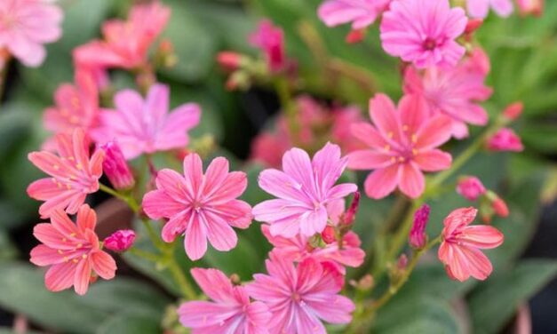 Lewisia, la succulenta che vuole tanto sole e poca acqua