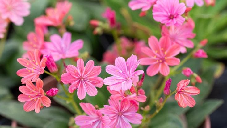 Lewisia, la succulenta che vuole tanto sole e poca acqua