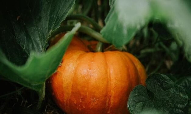 Cosa piantare nell’orto a ottobre