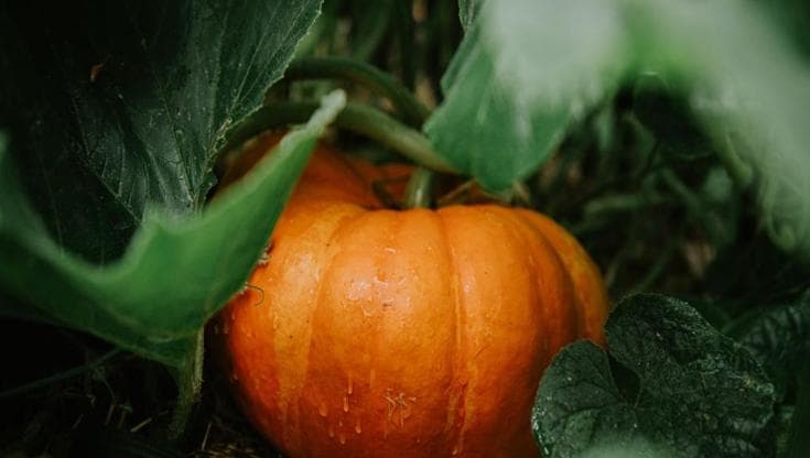 Cosa piantare nell’orto a ottobre