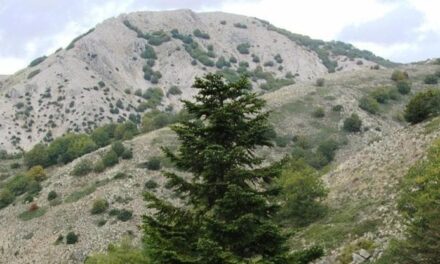 Un albero su tre è a rischio estinzione, come l’abete delle Madonie