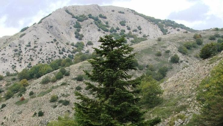 Un albero su tre è a rischio estinzione, come l’abete delle Madonie