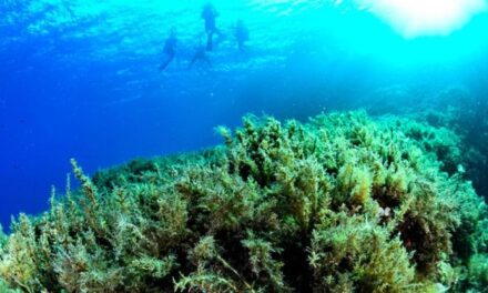 Entro il 2100 potremmo perdere alghe e foreste marine