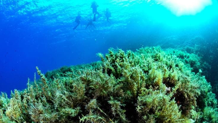 Entro il 2100 potremmo perdere alghe e foreste marine