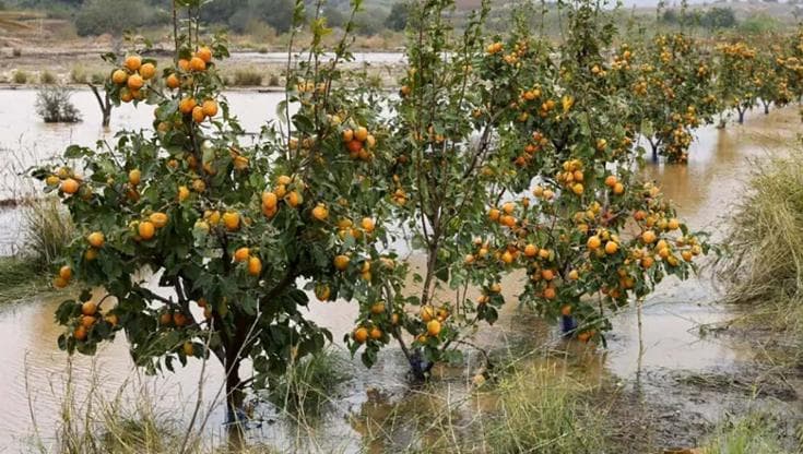 I danni della Dana: distrutte coltivazioni di arance, vigneti e pomodori