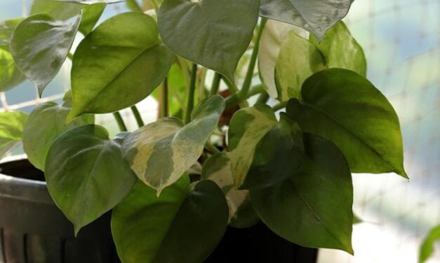 I segreti del pothos, sempreverde che trova casa anche in giardino