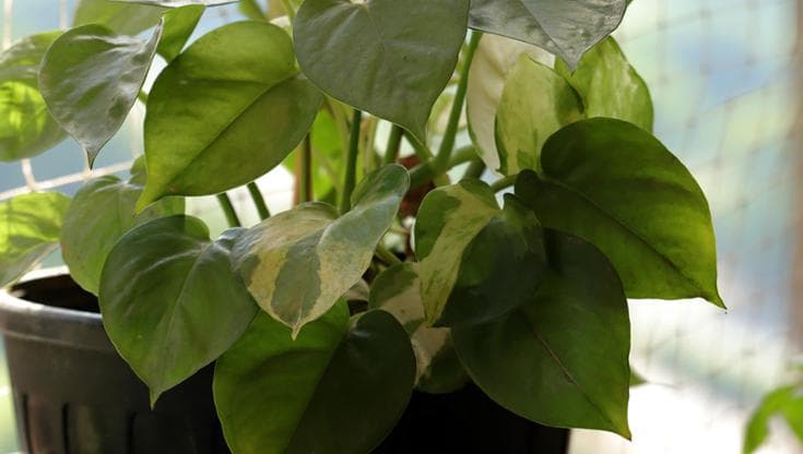 I segreti del pothos, sempreverde che trova casa anche in giardino