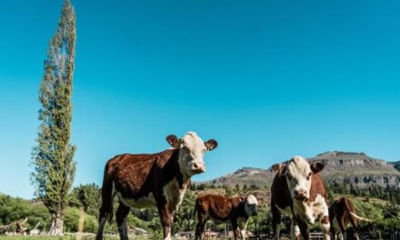 Nei paesi ricchi basterebbe il 13% in meno di carne bovina per ridurre la CO2