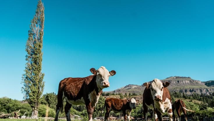 Nei paesi ricchi basterebbe il 13% in meno di carne bovina per ridurre la CO2