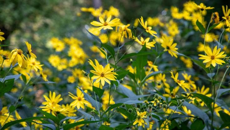 Come coltivare il topinambur in vaso e in giardino