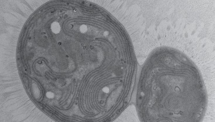 Scoperto in Sicilia un microrganismo che potrebbe aiutarci a sequestrare la CO2 nei mari