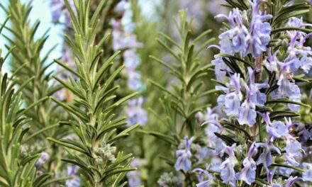 Il rosmarino, come prendersi cura della pianta aromatica per eccellenza