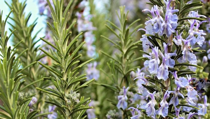 Il rosmarino, come prendersi cura della pianta aromatica per eccellenza