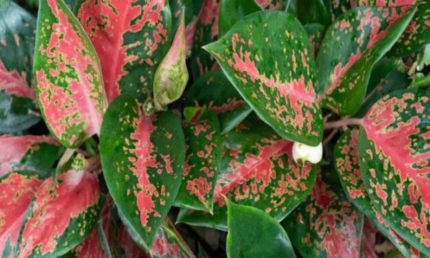 Aglaonema, come curare la “pianta del buio”