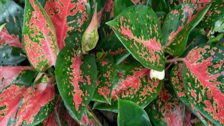 Aglaonema, come curare la “pianta del buio”