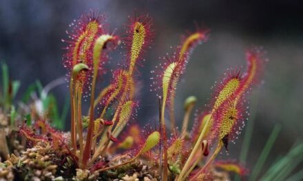 Drosera, come curare la pianta carnivora semplice da coltivare